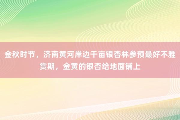 金秋时节，济南黄河岸边千亩银杏林参预最好不雅赏期，金黄的银杏给地面铺上